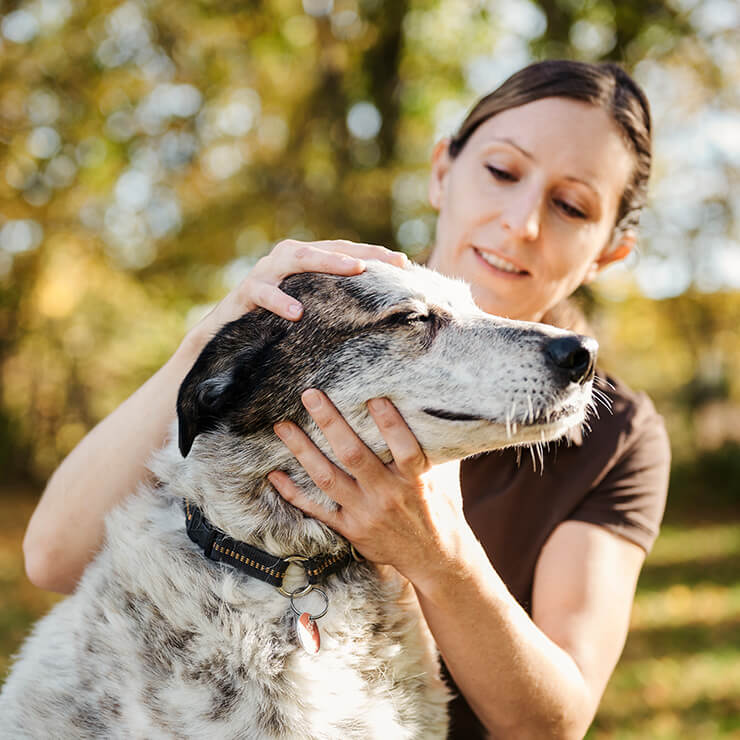 Anwendungsgebiete Hund