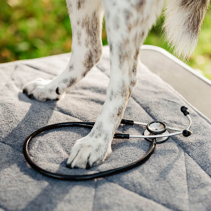 Info für Tierärzt*innen